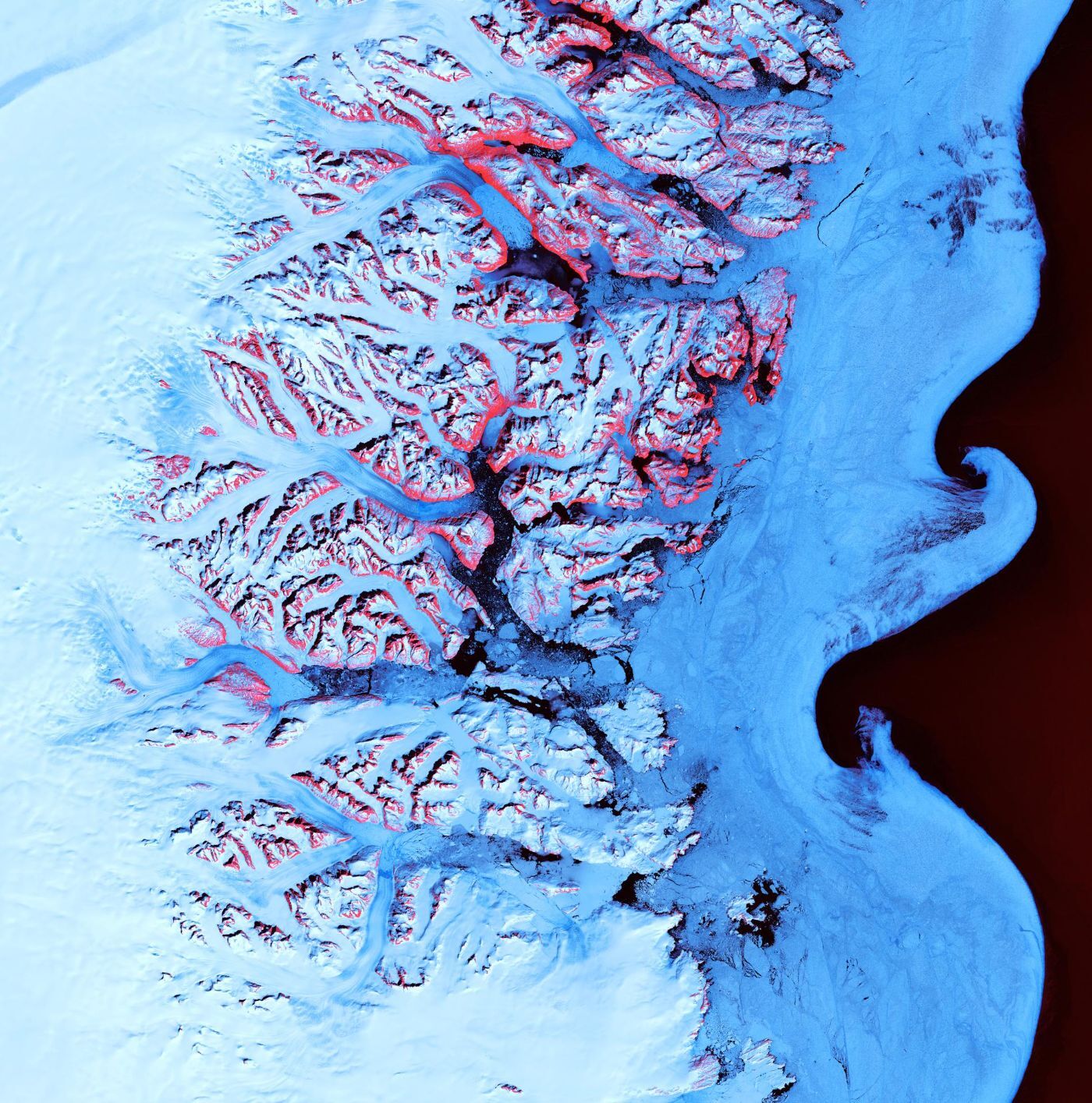 False-colour Landsat 7 satellite image of southeastern Greenland's fjords from May 2001, with swirls of sea ice and icebergs offshore and exposed mountain rock tinted red